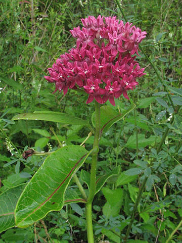 the shape of the entire plant