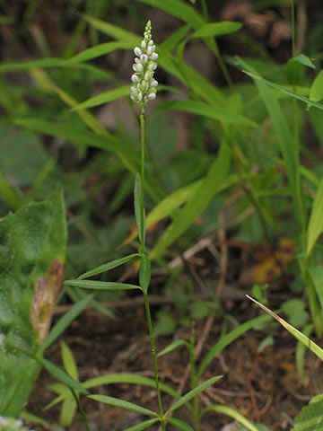 slender small plant with whorled leaves