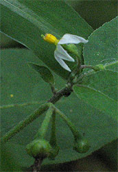 small white flowers with characteristic shape