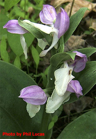 flowers close up