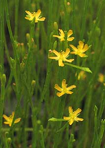 flowers up close