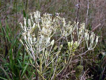 the flower head