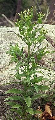 the entire plant with thistle like leaves