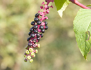 the ripening berries