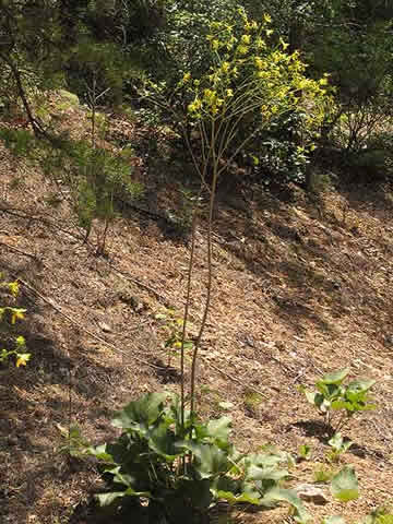 the tall plant with basal leaves