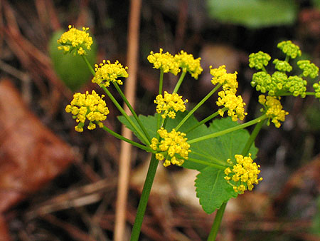 yellow flowers in an umbel