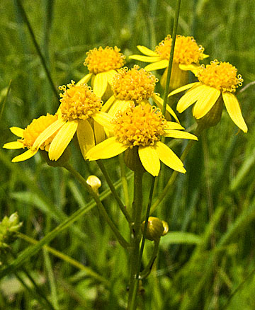 the entire plant showing leaves