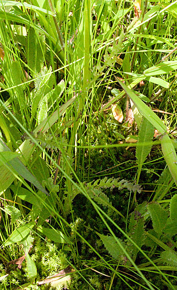 stem and basal leaves