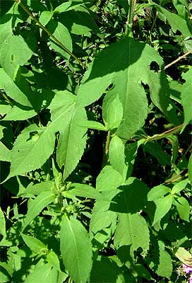 the large leaves of the plant