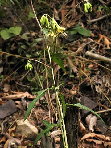 shows leaves and flowers