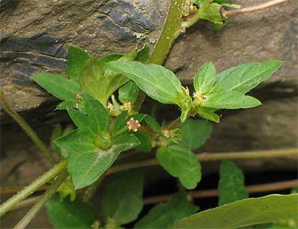 leaves and small flowers