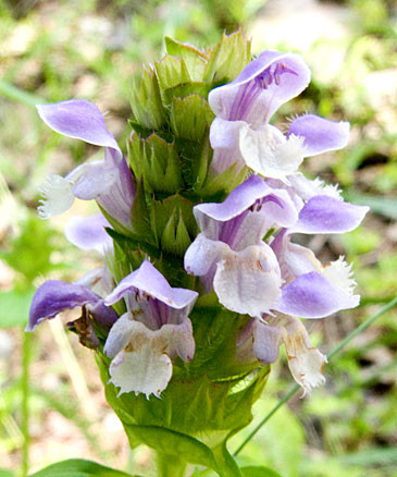 flowers up close