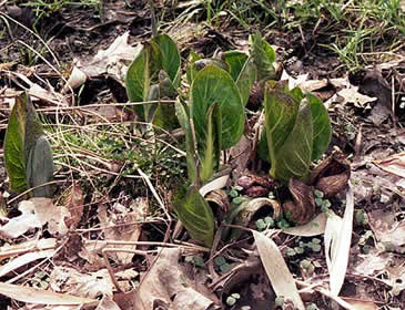 the young leaves in early spring