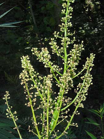 flower stalk