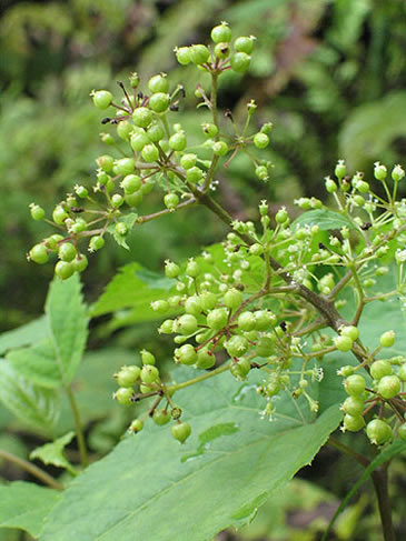 tiny flowers in a raceme