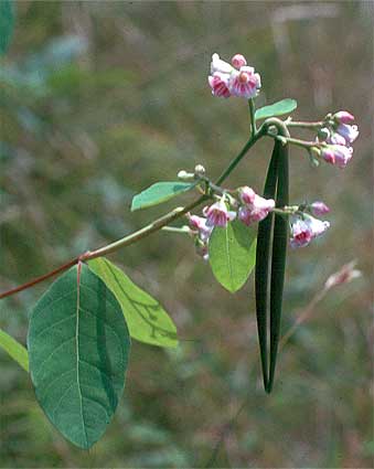 flowers, leaves and long seed pods