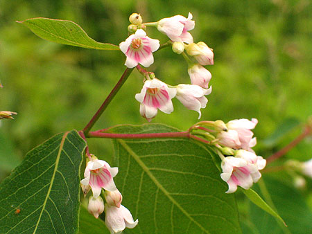 close up of the bell-shaped flowers