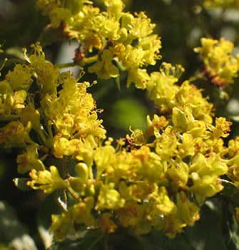 flowers up close