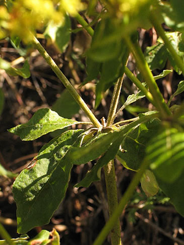 leav structure around the stem