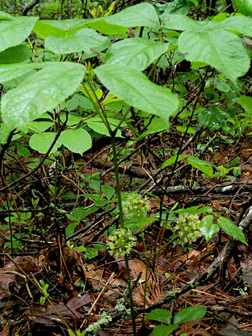 note the three flower heads below the leaves