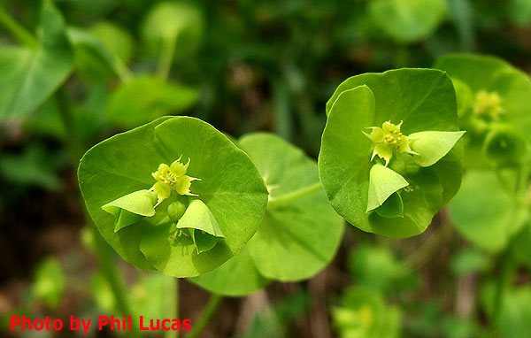 close up of the flowers