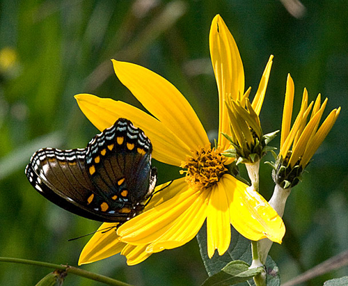 flower with pollinator