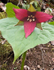 wide leaf and red flower