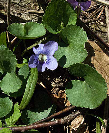 note the shape of the leaves