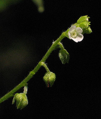 flowers up close