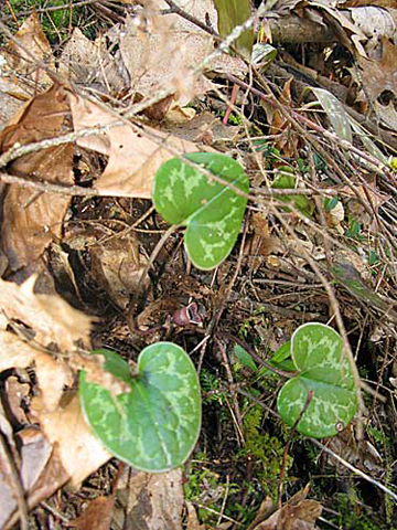 typical spotted leaves