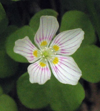 flower up close