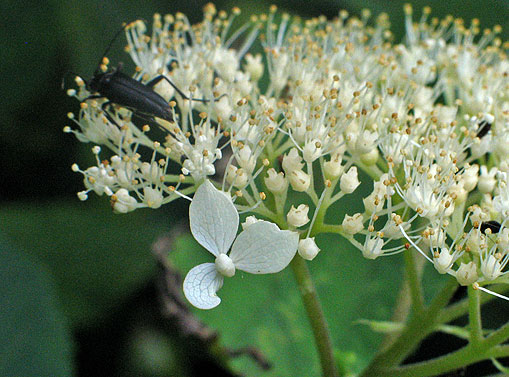 note the one large flowers