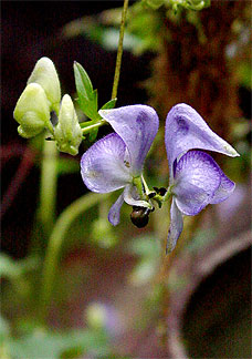 flower up close