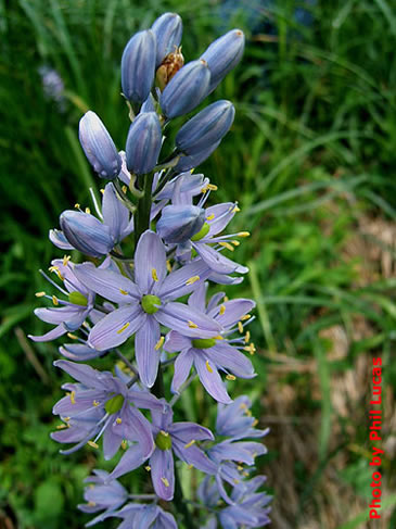 flower spike up close