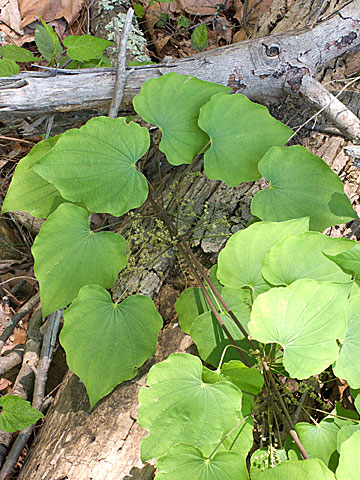 the round of broad, veined leaves