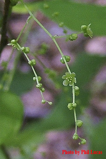 flowers up close