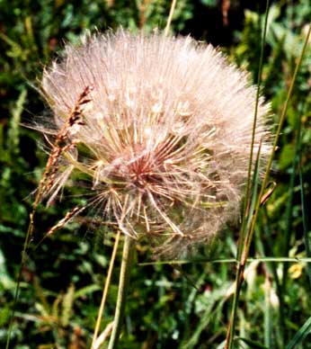 the dandelion-like seed ball
