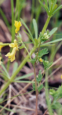 flowers and leaves