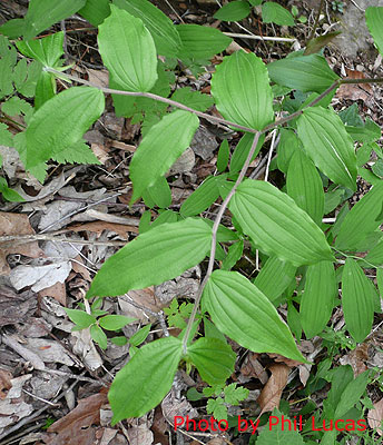 the leaf stalkl with alternating leaves