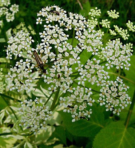 Aegopodium podagraria