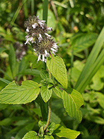 Pycnanthemum muticum