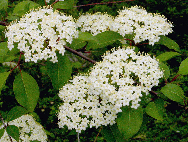 Viburnum lentago