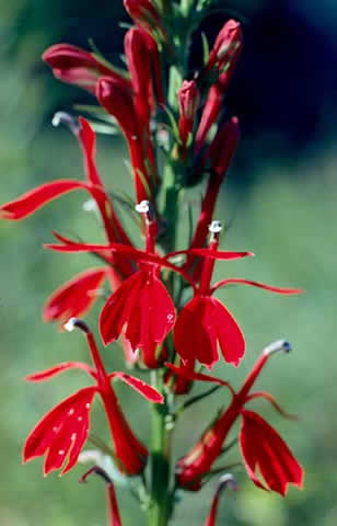 brigt-red flower spike