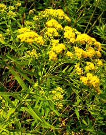 entire plant bright yellow flowers