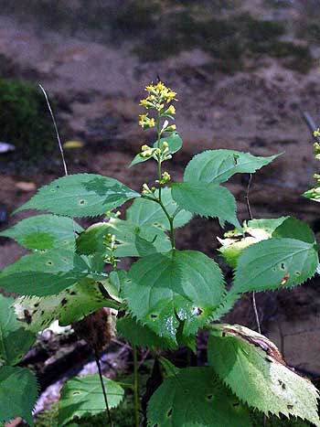 broad leaves and zig-zag stem