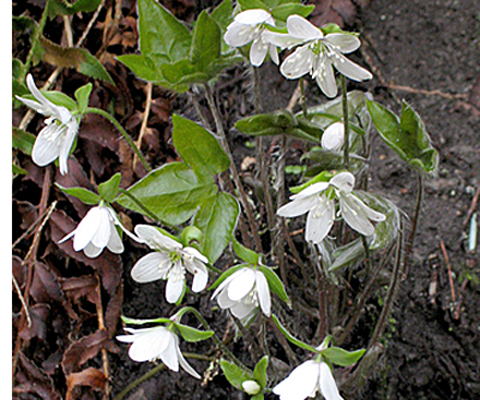 note sharp pointed leaves