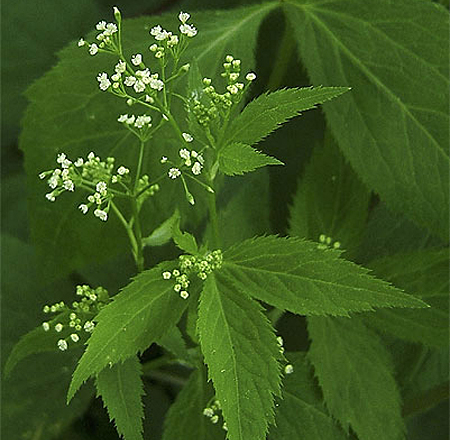 characteristic leaves and tiny flowers