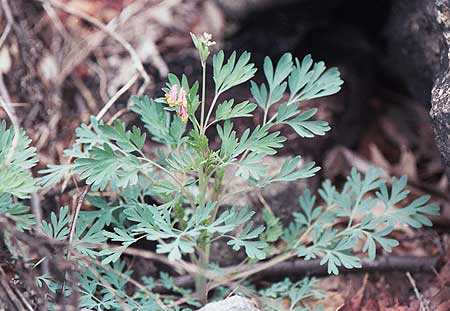 the entire plant - note shape of leaves