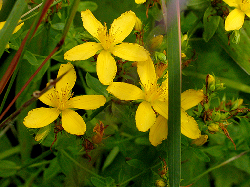 flowers showing spotted petals