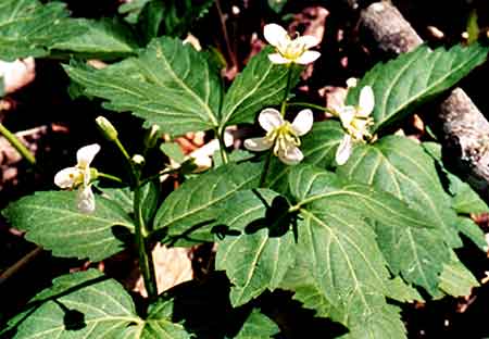 the large leaves and small flowers